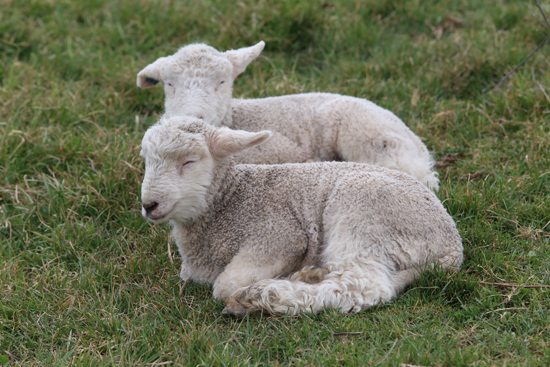Two of the over 200 Coopworth lambs born at Owens Farm at 2611 Mile Post Road sleep in the pasture between Sunbury and Danville on Thursday March 30, 2017. KAREN VIBERT-KENNEDY/Sun-Gazette